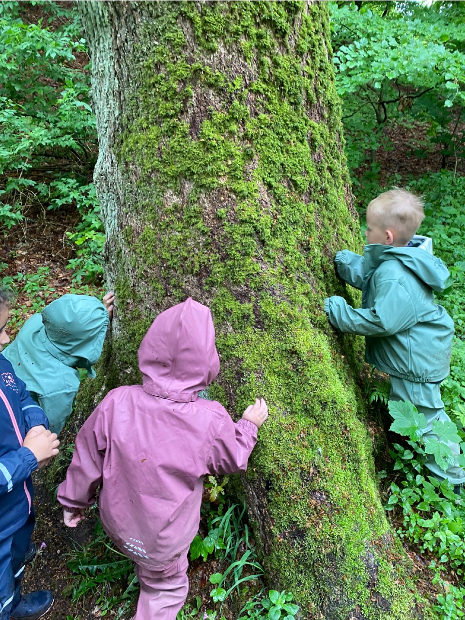 Børn mærker et træ