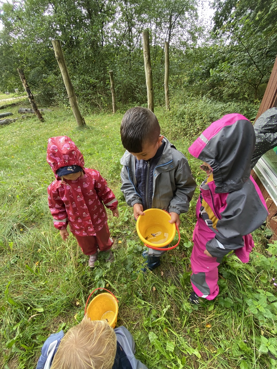 Børn samler frøer i spande
